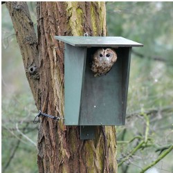 Nichoir pour Chouette hulotte UK BO 01 - Bois