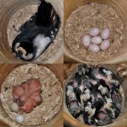 Nichoir pour pics NK BS 01 - Bois