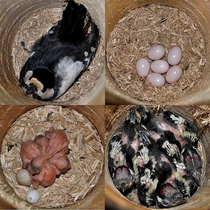 Nichoir pour pics NK BS 01 - Bois