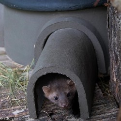 Maison à hérissons et martres ZK EM 01- Béton de bois