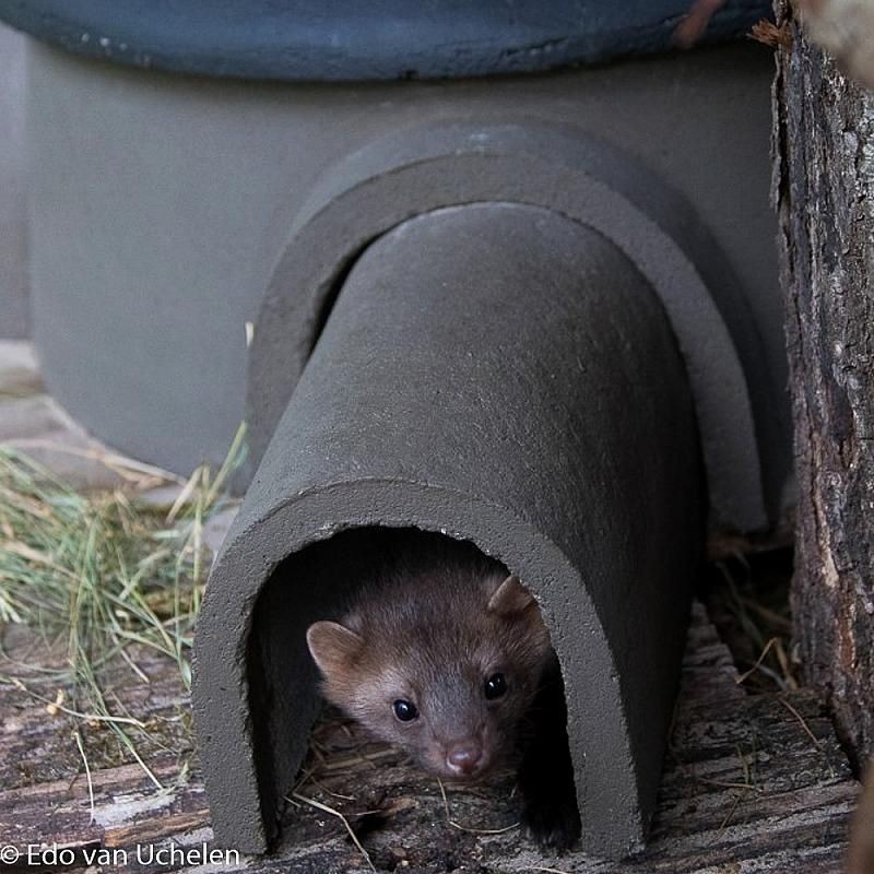 Maison à hérissons et martres ZK EM 01- Béton de bois