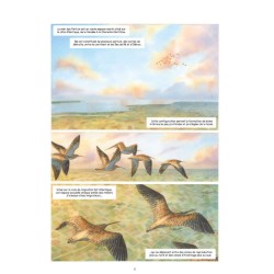 Carnet de voyage d'un courlis - BD