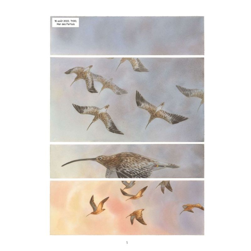 Carnet de voyage d'un courlis - BD