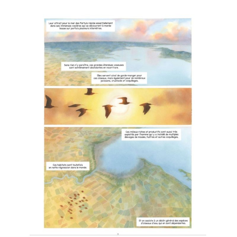 Carnet de voyage d'un courlis - BD