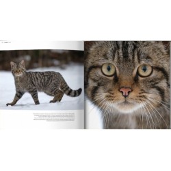 Le chat côté sauvage