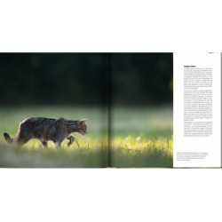 Le chat côté sauvage