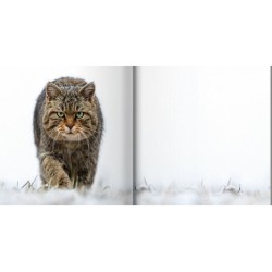 Le chat côté sauvage