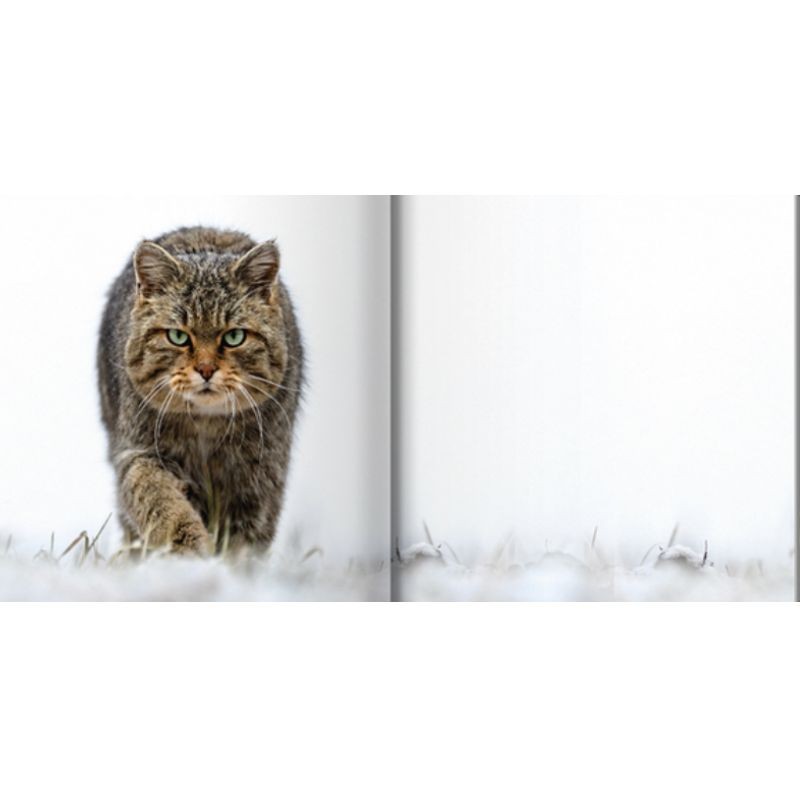 Le chat côté sauvage