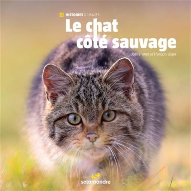Le chat côté sauvage