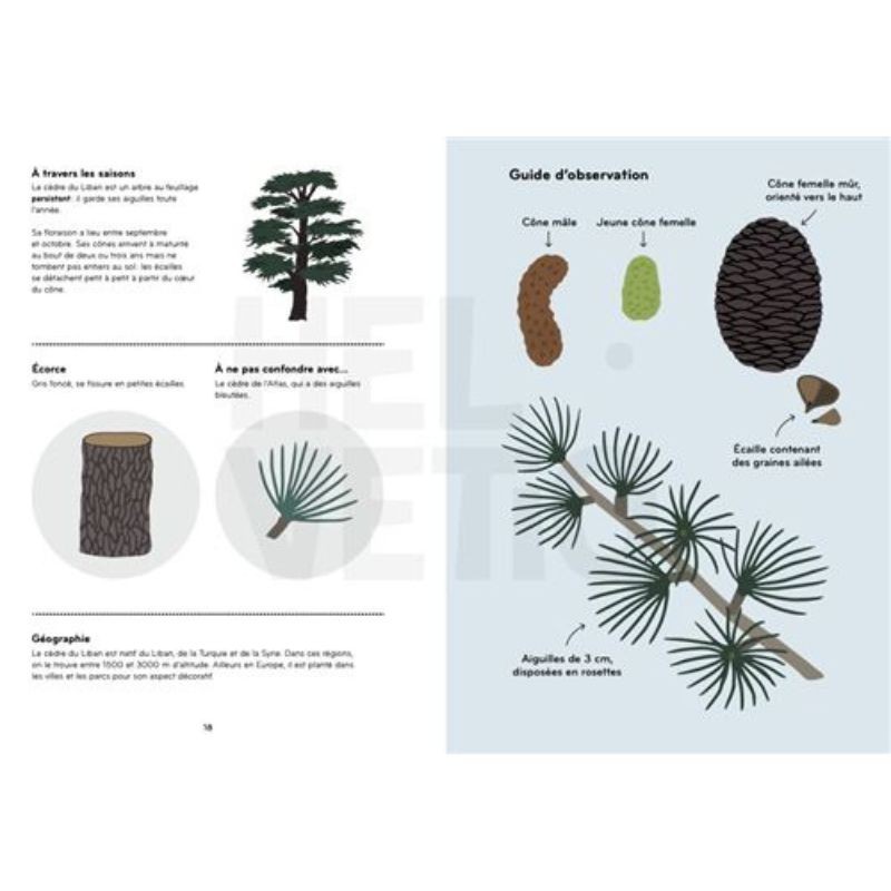 Arborama - Découvre et observe le monde fabuleux des arbres