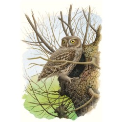 Tirage limité Chouette Chevêche d'Athéna - Tableau d'André Buzin - A4