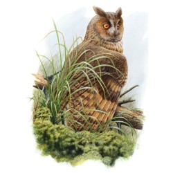 Tirage limité Moyen-Duc "Les yeux de braise" - Tableau d'André Buzin - A4