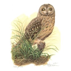 Tirage limité Hibou des Marais - Tableau d'André Buzin - A4