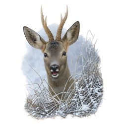 Tirage limité Chevreuil brocard "Capreolus"  - Tableau d'André Buzin - A4