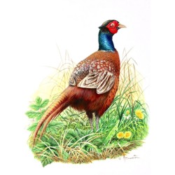 Tirage limité Faisan "Le polygame" - Tableau d'André Buzin - A4