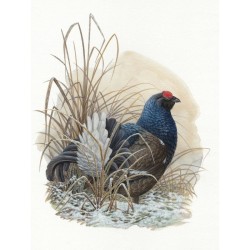 Tirage limité Tétras Lyre "Petit Coq de Bruyère" - Tableau d'André Buzin - A4