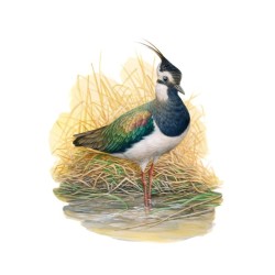 Tirage limité Vanneau huppé "L'acrobate des airs" - Tableau d'André Buzin - A4