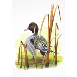 Tirage limité Canard pilet - Tableau d'André Buzin - A4