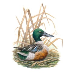 Tirage limité Canard souchet - Tableau d'André Buzin - A4