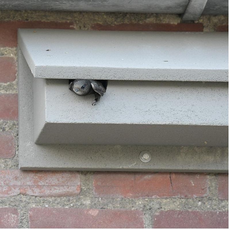 Nichoir à martinets de façade NK GZ 10 - Béton de bois