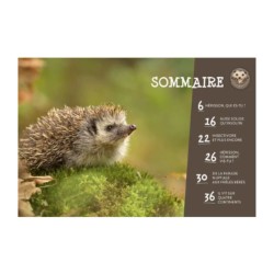 Le Hérisson - P'tit curieux