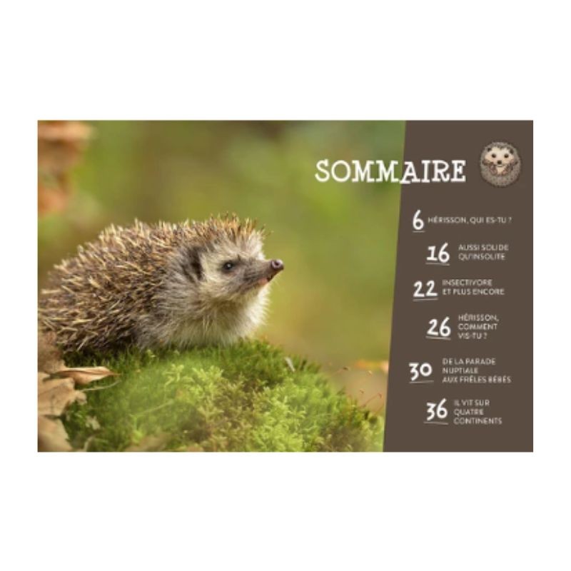 Le Hérisson - P'tit curieux