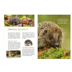 Le Hérisson - P'tit curieux