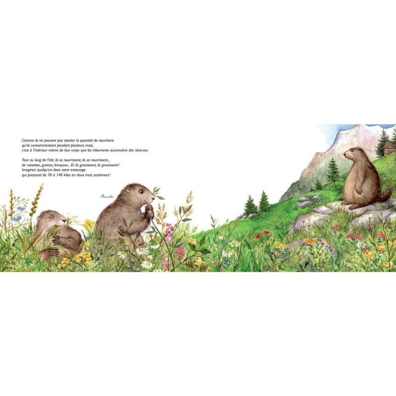 Comme des marmottes - L'hibernation