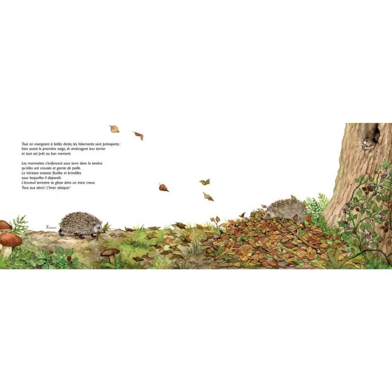 Comme des marmottes - L'hibernation