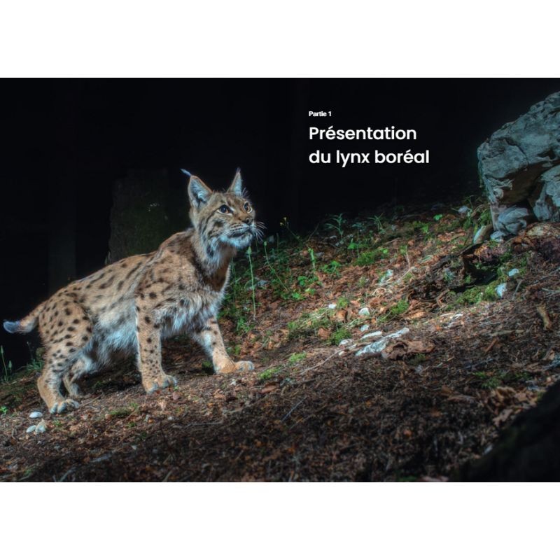 Le Lynx boréal