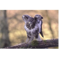 Buse variable - Carte de correspondance (photo)