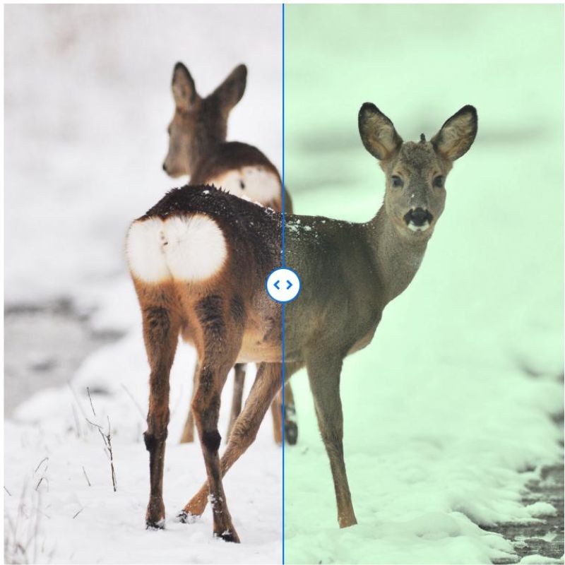 Zeiss SFL 10x50 - Jumelles