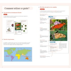Guide des plus beaux papillons du monde