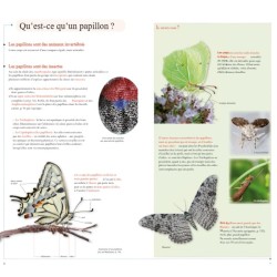 Guide des plus beaux papillons du monde