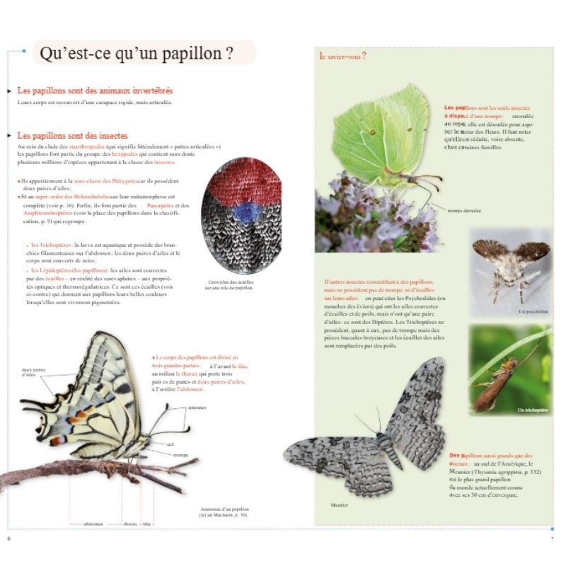 Guide des plus beaux papillons du monde