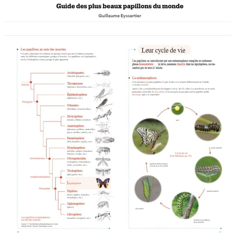 Guide des plus beaux papillons du monde
