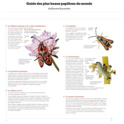 Guide des plus beaux papillons du monde