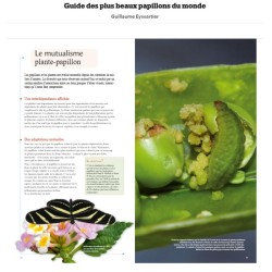 Guide des plus beaux papillons du monde