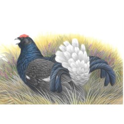 Tetra Lyre - Carte d' André Buzin