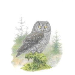 Chouette de tengmalm - Carte d' André Buzin