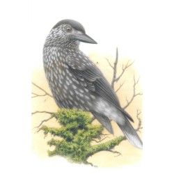 Cassenoix moucheté - Carte d' André Buzin