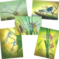 Libellules - Série de 5 cartes - André Buzin