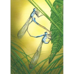 Libellules Ischnura elegans - Carte d'André Buzin