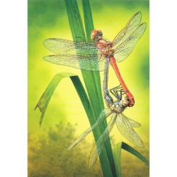 Libellules Sympetrum Sanguineum - Carte d'André Buzin