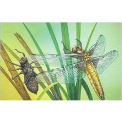 Libellules Libellula depressa - Carte d'André Buzin