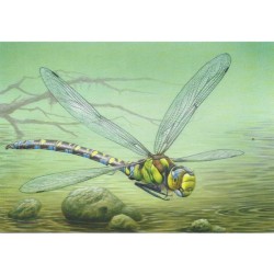 Libellule "Aeshna cyanea" - Carte d'André Buzin