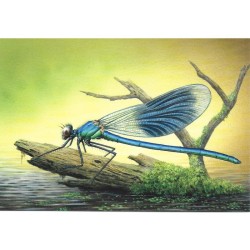 Libellule "Calopterix splendens" - Carte d'André Buzin
