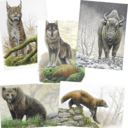 Le Big Five (de notre continent) - Série de 5 cartes - André Buzin