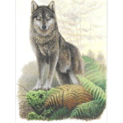 Loup d’Europe - Carte d' André Buzin