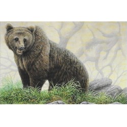 Ours brun - Carte d' André Buzin